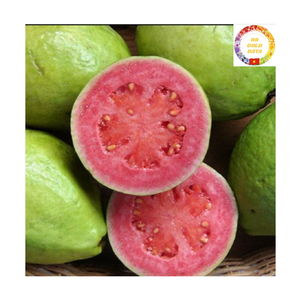 Frozen Guava Dices | Smooth Texture | No Additives | Bulk Supply | Vietnam Exporter - Product Image 1