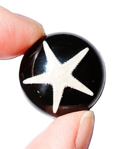 Cabujón de Estrella de Mar Redondo de 25x25 mm, Negro, Base Plana, para Manualidades y Joyería - Product Image 4