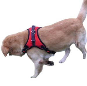 Ensemble de harnais pour chien, style classique en nylon, accessoires pour animaux de compagnie en maille, provenant d'un fournisseur vietnamien avec motif personnalisé - Product Image 2