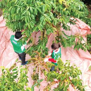 Bebidas de Café en Lata con Bajo MOQ, Café Negro Enlatado 180ML, Fábrica de Bebidas Nawon, Proveedor Mayorista, Certificación ISO GMP, Logotipo Personalizado - Product Image 4