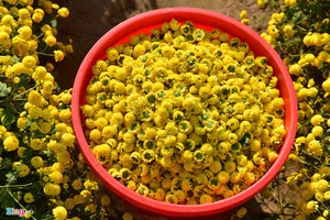 Té de Flores Orgánico, Hecho con 100% Flores Naturales de Manzanilla, Té de Flores Secas de Vietnam de Alta Calidad en Empaque al Vacío - Product Image 4