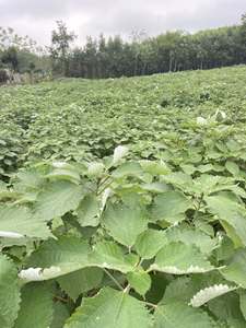 Polvo de Hoja de Ramie para Pasteles y Dumplings Tradicionales, Bolsa con Cierre de 100g, Fabricante y Proveedor de Vietnam, 1 ANGLE - Product Image 2
