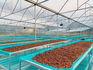 Café adelgazante HANCOFFEE - Mezcla de café frío prensado en caliente Arábica y Robusta de Vietnam para un estilo de vida saludable, café premium de marca privada. - Product Image 6