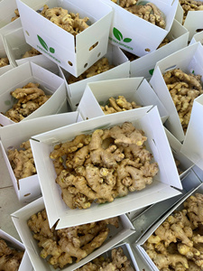 Jengibre Fresco de Alta Calidad de Vietnam, Exportador Confiable para Empresas Importadoras de Alimentos que Buscan Suministro para Envío en Contenedor - Product Image 3