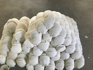 Conchas de Vieira de Grado de Exportación: Calidad Superior, Provenientes de Fuentes Éticas para la Presentación Culinaria Global y Mercados Decorativos - Product Image 5