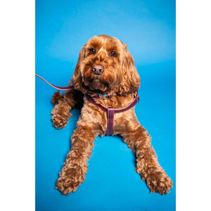 Highest Demanding <b>Dogs</b> Collars Top Quality Grain Leather Made Lightweight & Comfortable To Wear Pet Collar For <b>Dog</b> - Product Image 5