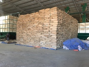 Grains verts de café 100% Robusta Sr13/Sr16/Sr18 HAUTE QUALITÉ DE DAKLAK, VIET NAM-Service OEM Type de culture commun-ANNA DO - Product Image 5