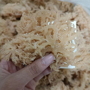 Natural <b>Dried</b> Sea <b>Moss</b> Irish <b>Moss</b> Vietnam Manufacturer Bulk Wholesale Factory Export Supply - Product Image 1