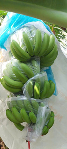 Bananes Cavendish vertes fraîches de qualité supérieure, fruits tropicaux entiers du Vietnam pour la vente au détail et en gros au Japon et en Corée - Product Image 2