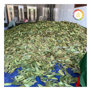 ใบฝรั่งแห้งคุณภาพสูง ใบเต็มธรรมชาติ ผ่านการแปรรูปสะอาด ความชื้นต่ำ เหมาะสำหรับการบรรจุภัณฑ์แบบจำนวนมาก - Product Image 5