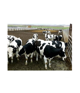 Proveedor Mayorista de Ganado Holstein Preñado de Primera Calidad para Granjas Lecheras y Mercados de Exportación - Product Image 4