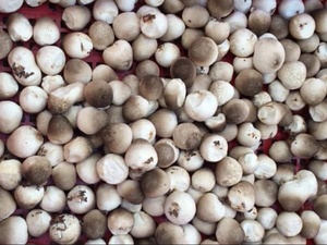 Champignons de paille congelés de haute qualité Champignons biologiques et naturels transformés au Vietnam - Product Image 6
