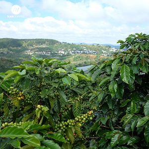 HANCOFFEE Vietnam Récolte 2026 Grains de café Arabica verts - Prix de gros compétitif - Conditionnés en vrac en sac PP de 60 kg - Product Image 6