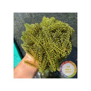 Vente directe usine : Chips de jackfruit naturelles couleur jaune doré pour le marché britannique (pause thé) – Vente en gros à bas prix, haute qualité - Product Image 6