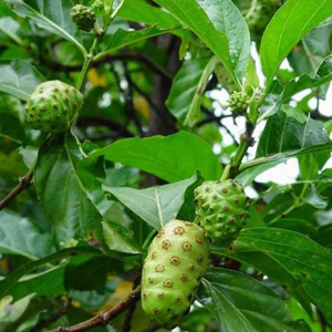 Hojas de Noni Secas de Vietnam al por Mayor para Tiendas de Té Profesionales y para Mejorar los Perfiles de Sabor Herbales 99 Gold Data - Product Image 4