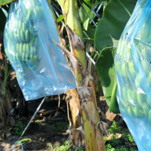 Protección Ecológica para Bananas, Tomates y Otras Frutas, Funda Reutilizable de PP/HD No Tejido para Frutas, Bolsa de Plástico Termosellable - Product Image 3
