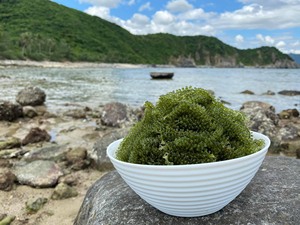 สาหร่ายทะเลออร์แกนิก-อูมิบูโด ไข่ปลาคาเวียร์เขียวสดปรุงรส อบแห้งในน้ำเกลือ บรรจุสูญญากาศ-VIET DELTA Lima - Product Image 2