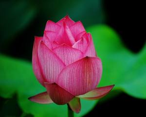 Fleur de lotus séchée de haute qualité – Fleur naturelle pour tisane, prix compétitif // Mr.Tom - Product Image 1