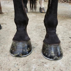 Brosse à sabots multifonctionnelle pour chevaux, avec manche en caoutchouc souple, réutilisable, outil d'entretien pour animaux, certifiée CE - Product Image 6