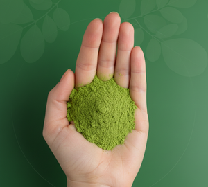 Polvo de Hoja de Moringa Oleifera de Alta Calidad, 1 kg, Puro, Natural, Orgánico, Malla Fina, 24 Meses de Vida Útil, Suministro a Granel, Venta al por Mayor, India - Product Image 4