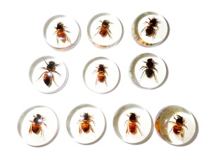 Cabujón de Plástico con Espécimen Real de Abeja, Redondo, 25x25 mm, Base Plana Transparente, para Manualidades y Joyería - Product Image 6