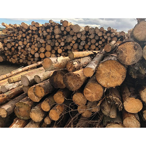 Troncos y Maderas Blandas Económicas en Venta al por Mayor, Madera Natural de Alta Calidad para Muebles, Construcción y Bricolaje - Product Image 4