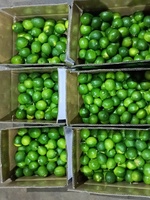Citron vert bio sans pépins fraîchement vendu en gros au Viet Nam avec goût aigre HP 0084 917 476 477
