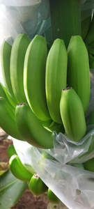 Plátanos Cavendish Verdes Frescos, Racimo Entero, Calidad Premium, 13 kg, Fruta Tropical para Venta al por Menor y Servicios de Alimentación - Product Image 3