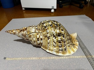 Coquille de conque naturelle Charonia Tritonis, écologique, polie, décoration artisanale pour la maison - Product Image 5