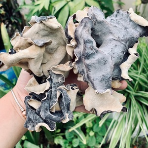 Cultivé vietnamien naturel séché bois oreille champignon sain végétalien nourriture et cuisson assaisonné bouchon traité - Product Image 5