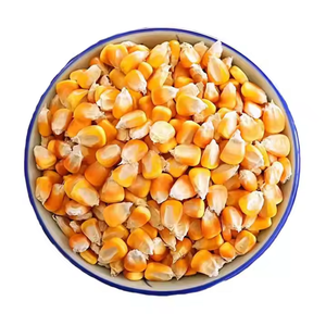 ข้าวโพดเหลือง 100% คุณภาพธรรมชาติ สำหรับบริโภคของมนุษย์และอาหารสัตว์ปีก - Product Image 6