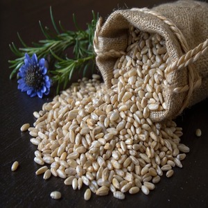 Grano de Cebada Integral Orgánico Premium con Selección de Granos Secos y Limpios, Suministro a Granel para Exportación a Compradores en Bolsas de Alimentos Empacadas de Forma Segura - Product Image 2