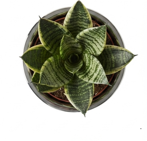 Jardinière en métal poli argenté, décorative pour salon, en acier inoxydable, design artisanal, pour balcon et décoration de mariage - Product Image 4