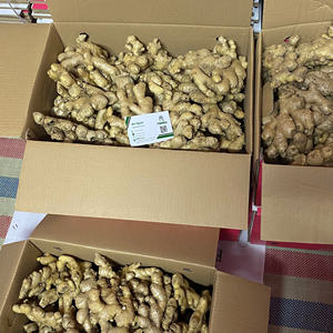 รากขิงสด/jaje/shoga | ผลิตภัณฑ์จากเวียดนามพร้อมส่งออก (วา: + 84362512699) - Product Image 5