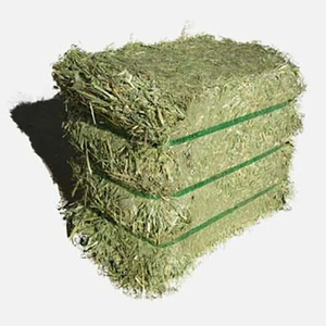 Stock frais de foin d'alfalfa de qualité supérieure pour chevaux et bovins, vente en gros en vrac d'Afrique du Sud - Product Image 2
