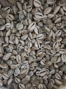Concha de Cauri – Concha Marina Natural para Manualidades, Joyería y Aplicaciones Decorativas_ Ms. Sohee - Product Image 2