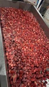 Fraises congelées du Vietnam IQF en vrac, fruits naturels pour usage industriel - Mme Tarina - Product Image 4