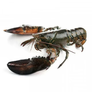 หางกุ้งล็อบสเตอร์แช่แข็งสด คุณภาพพรีเมียม AA กระบวนการแช่แข็งแบบ BQF หางกุ้งล็อบสเตอร์ทั้งตัวจากสหรัฐอเมริกา กุ้งล็อบสเตอร์แช่แข็ง กุ้งแช่แข็ง - Product Image 1
