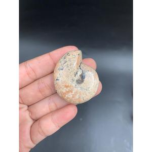 แอมโมไนต์สีดำธรรมชาติ ขัดเงาเต็มรูปแบบ ขนาด 2-5 ซม. สำหรับทำเครื่องประดับ งานฝีมือ และของสะสม - Product Image 6