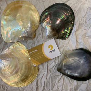 จานเปลือกหอยมุกหลากสี ทำความสะอาดแล้ว ขัดเงาอย่างเป็นธรรมชาติ ของตกแต่งจากเปลือกหอยทะเล ผลิตจากโรงงานในเวียดนาม ขายส่ง - Product Image 1