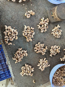 เม็ดมะม่วงหิมพานต์อบพรีเมียมจากเวียดนาม - ขนมขบเคี้ยวมีคุณค่าทางโภชนาการ - เนื้อกรุบกรอบ - ขายส่งจำนวนมาก - ผู้ส่งออกที่เชื่อถือได้ - Product Image 5