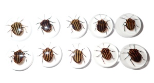 Especímen real de insecto con rayas, cabujón de plástico redondo de 19x19 mm con base plana blanca para manualidades y fabricación de joyas - Product Image 4
