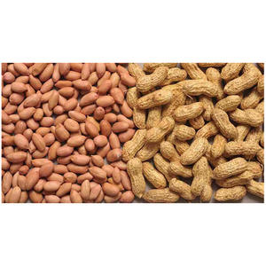 Cacahuetes crudos con cáscara, cacahuetes secos de alta calidad del Reino Unido, los más vendidos, al por mayor, nueva cosecha - Product Image 3