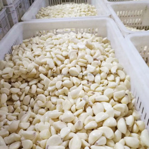 Machine à éplucher et à éplucher séparément le gingembre et l'ail en poudre en Egypte. - Product Image 6