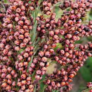 Graines de Sorgho de Haute Qualité en Gros – Approvisionnement en Vrac – Graines de Sorgho Séchées et Propres – Alimentation Animale, Industrie Alimentaire, Brassage – Sans Gluten – Qualité Export - Product Image 3