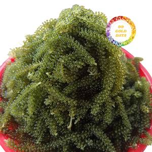 Uvas de Mar de Vietnam en Venta, Algas Marinas Naturales Deshidratadas para Exportación a Granel - Product Image 1