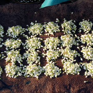 Fleurs de jasmin fraîches en gros, fleurs parfumées naturelles pour la fabrication du thé, la décoration de mariage, utilisation florale - Product Image 6