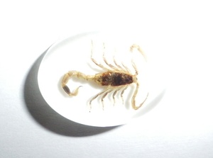 Golden Scorpion Real Specimen Plastic Cabochon Oval 18x25 mm White Flat Bottom for Crafts and Jewelry Making - Product Image 3