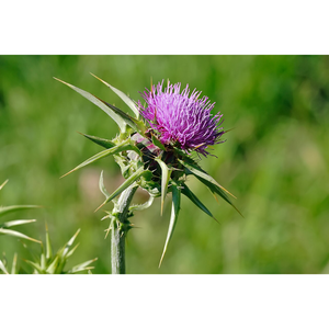 Milk Thistle Tea Bags Bulk Packaging Solutions - Product Image 6