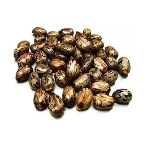 Semillas de Ricino Secas Naturales de Grado Alimenticio, Origen India TZ453G, 25 kg, 3 Años de Vida Útil, Suministro a Granel para Procesamiento - Product Image 1